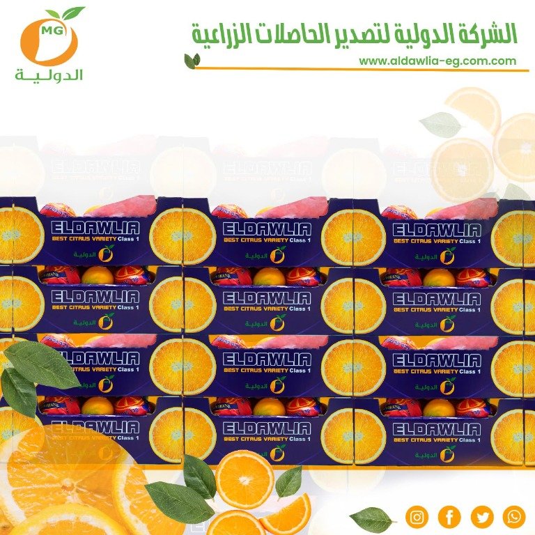 برتقال - صورة 3